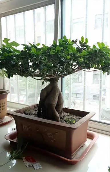 家庭榕树盆景怎么养