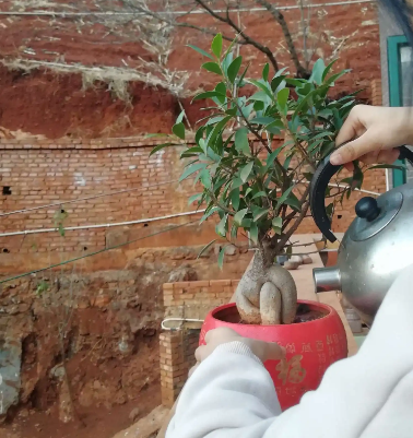 家庭榕树盆景怎么养