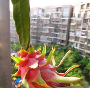 火龙果阳台盆栽怎么种 详解火龙果栽培种植技术