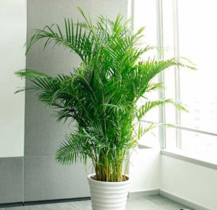 凤尾竹盆景怎么养护 凤尾竹养殖的正确方法