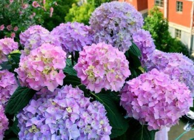 绣球花怎么养殖 盆栽绣球花的养护要点