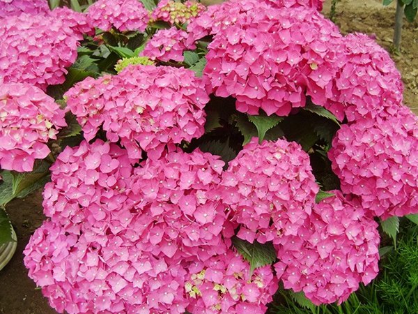 绣球花怎么养殖