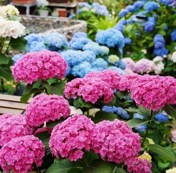 绣球花怎么养殖