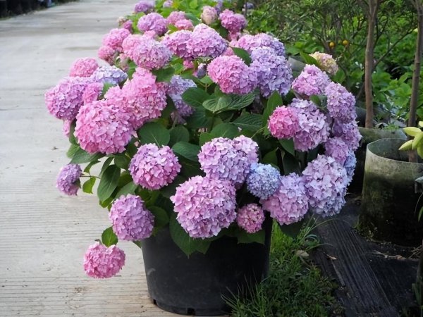 绣球花怎么养殖