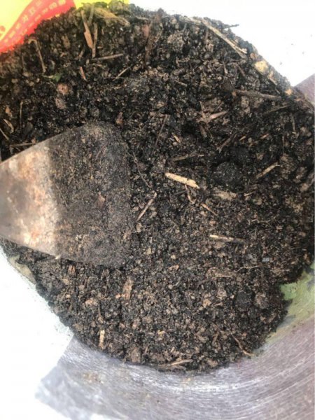 绣球花怎么养殖