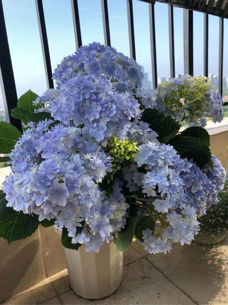 绣球花怎么养殖