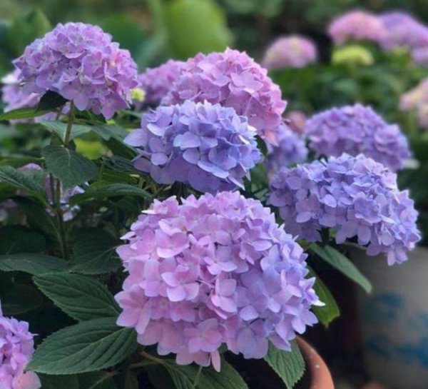 绣球花怎么养殖