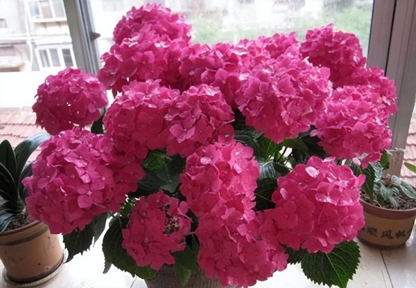 绣球花怎么养殖
