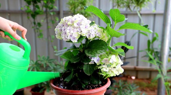 绣球花怎么养殖