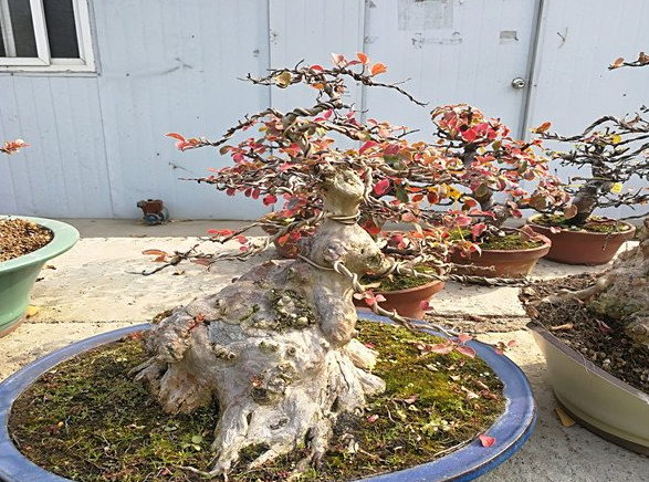 紫薇盆景怎么养护