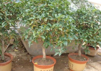 室内桂花树盆栽怎么养 家庭桂花树的正确养法