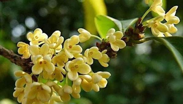 室内桂花树盆栽怎么养