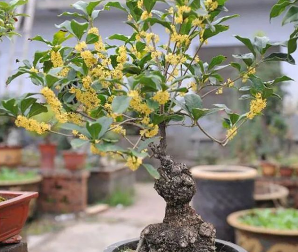 室内桂花树盆栽怎么养