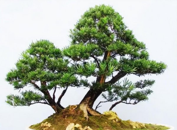 盆景罗汉松怎么养
