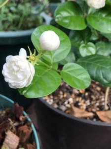 盆栽茉莉花怎么养 茉莉花养殖方法讲解