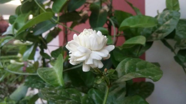 盆栽茉莉花怎么养