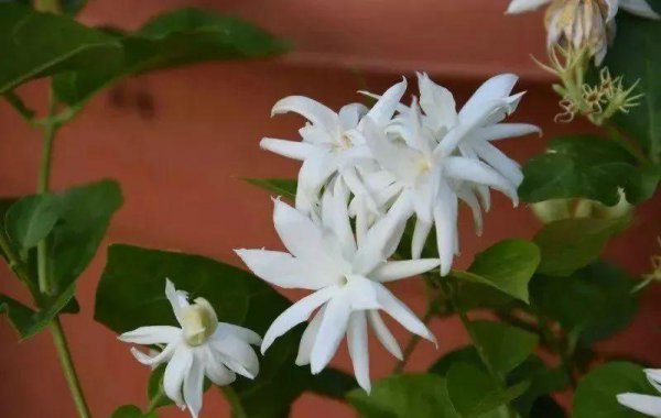 盆栽茉莉花怎么养