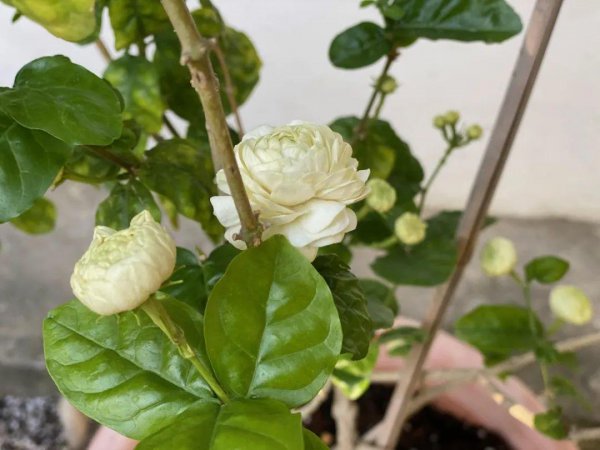 盆栽茉莉花怎么养