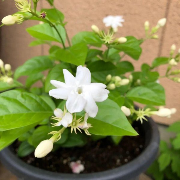 盆栽茉莉花怎么养