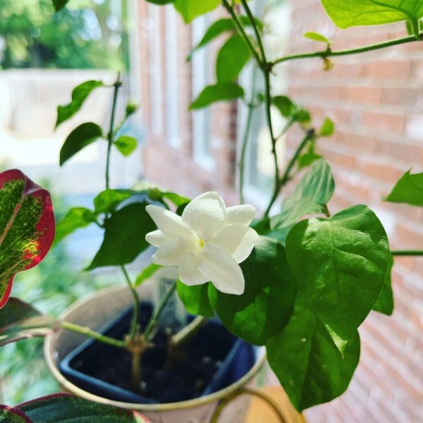 盆栽茉莉花怎么养
