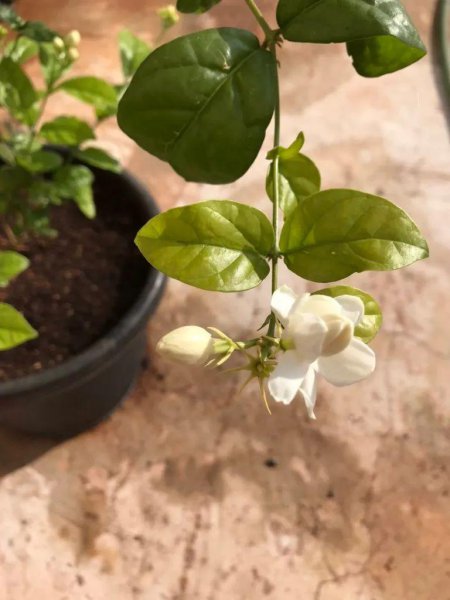 盆栽茉莉花怎么养