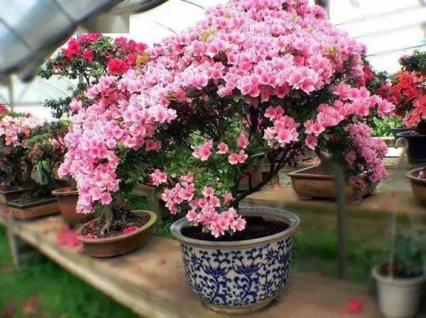 杜鹃花怎么护养