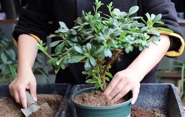 杜鹃花怎么护养