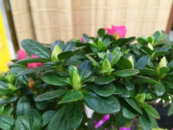杜鹃花怎么护养