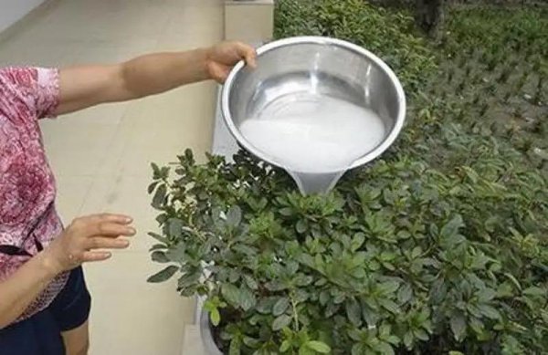 杜鹃花怎么护养