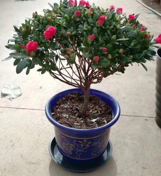 杜鹃花怎么护养