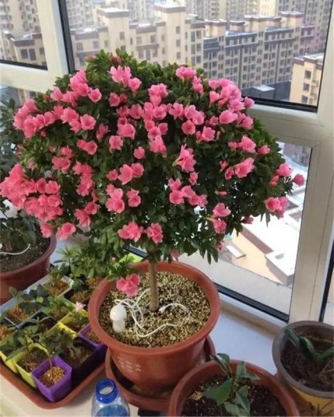 杜鹃花怎么护养
