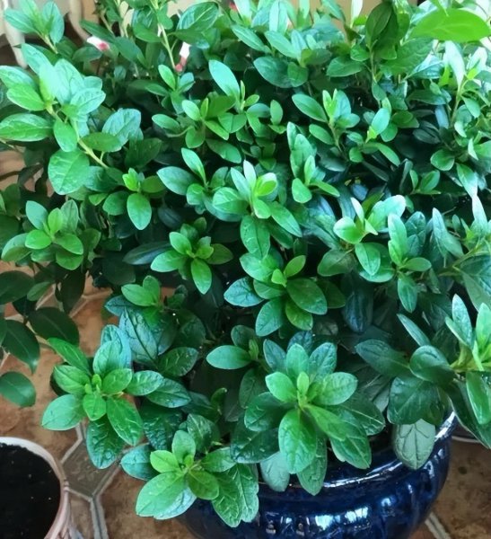 杜鹃花怎么护养