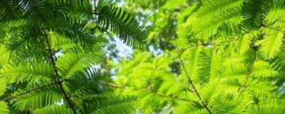 水杉怎么养才长得好 盆栽水杉的种植方法和技巧
