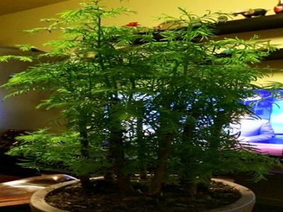 水杉怎么养才长得好