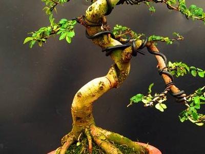 榔榆盆景怎么种植