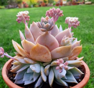 夏天怎么养多肉植物 夏季多肉养护知识要点