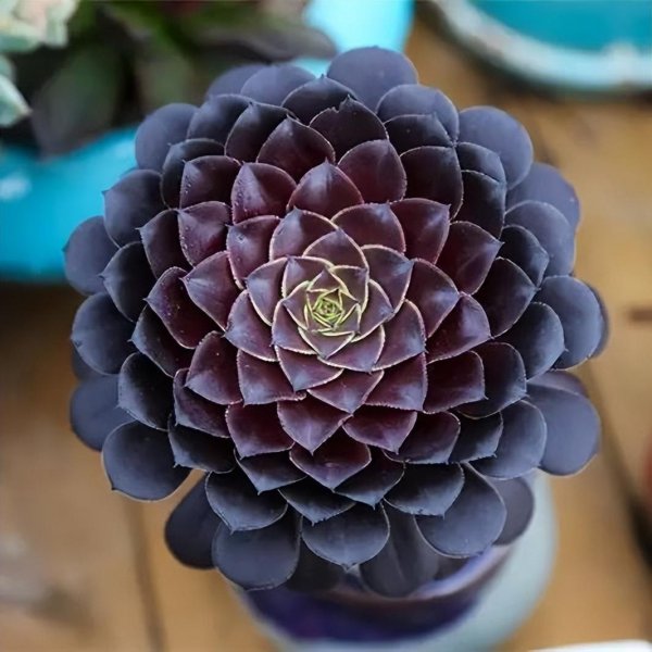 夏天怎么养多肉植物