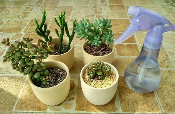 夏天怎么养多肉植物