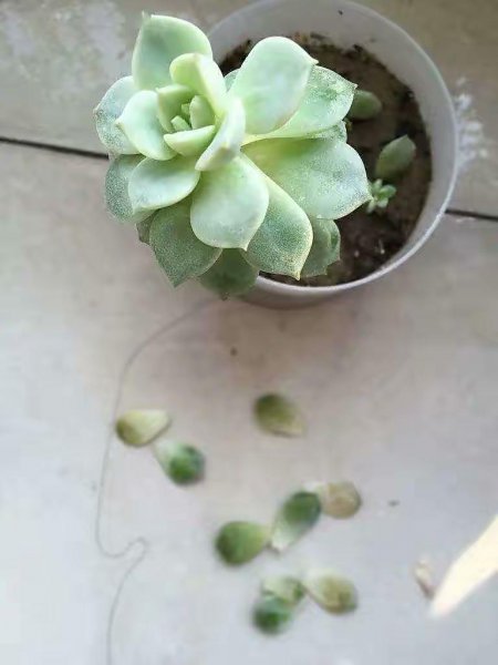 夏天怎么养多肉植物