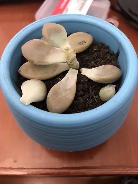 夏天怎么养多肉植物