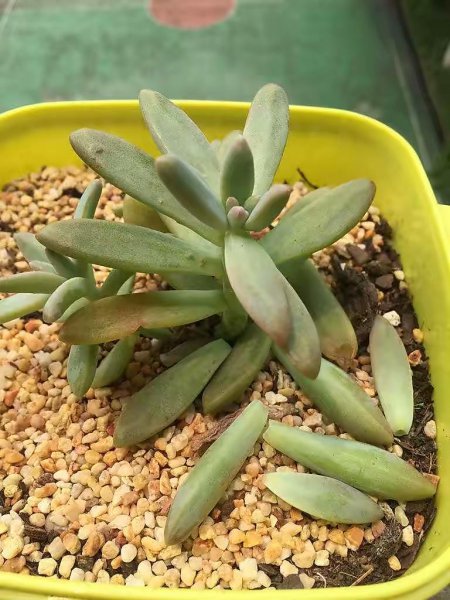 夏天怎么养多肉植物