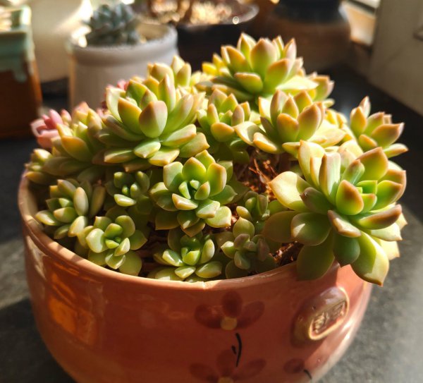 夏天怎么养多肉植物