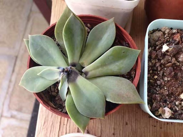 夏天怎么养多肉植物