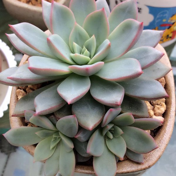 夏天怎么养多肉植物
