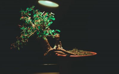 小叶雀梅盆景怎么养 小叶雀梅的养护注意事项