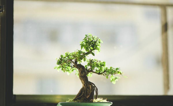 小叶雀梅盆景怎么养