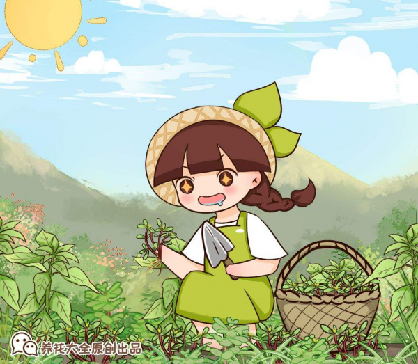 碰碰香怎样养茂盛