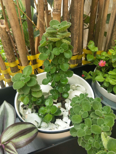 碰碰香怎样养茂盛
