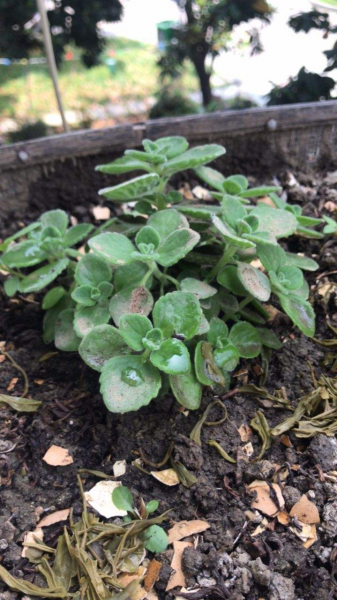 碰碰香怎样养茂盛