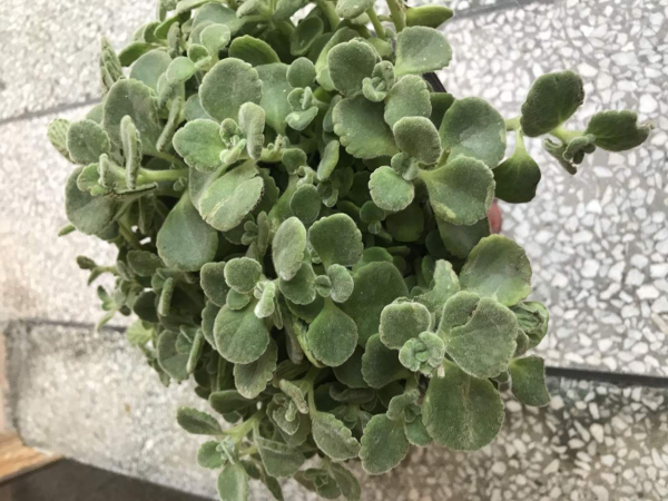 碰碰香怎样养茂盛